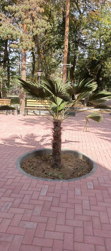 Садовые цветы и кустарники: Саженцы цветка — 11