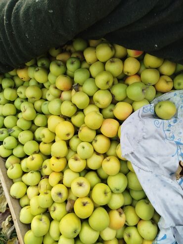 живописные картины художников: Яблоки