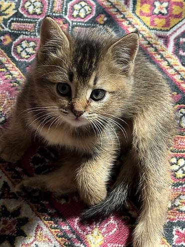 Животные: 3 месяца, Мальчик, Метис, Приучена к лотку, Проглистована — 2