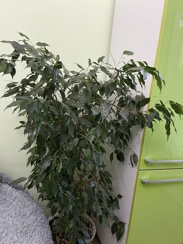 комнатные растения оптом: Фикус Бенджамина, крупный комнатный экземпляр. - Высота около 150–170