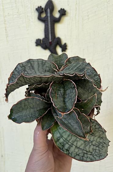 тещин: Сансевиерия (Sansevieria, «тещин язык») – компактные комнатные — 2