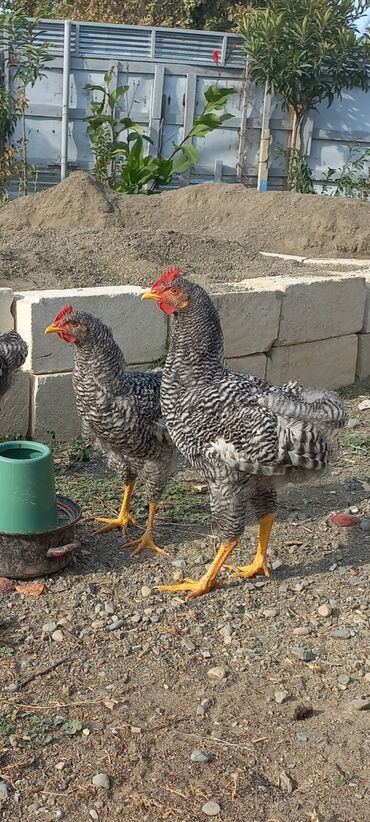 Коровы, быки: Amroks xoruzlar qiymət birinə aiddir uçun 60m kəsməkdə olar