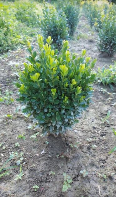 Şitillər: Dekartiv və meyvə ağacları istenilen sayda ve istenilen növde var — 9