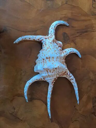 Akvariumi: Tri velike, izuzetno lepe skoljke. Dimenzija i cena: 30x23cm 4000din — 12