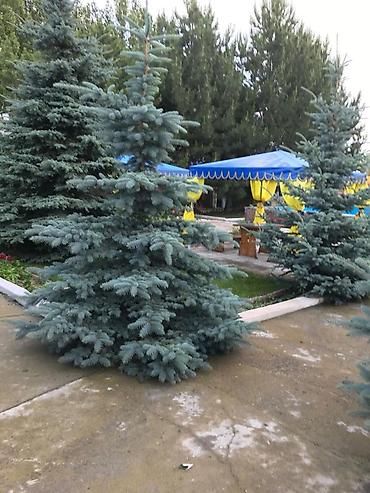 Продажа другой коммерческой недвижимости: Продаётся пансионат "Пристань" на Иссыкуле село Григорьевка. Участок — 5