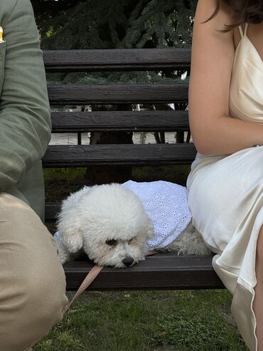 dogo argentino slike: Small dog