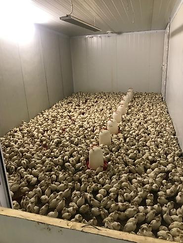 Quşlar: Texas bildircinleri 130-150 gr ucun giymet 1.80 — 3