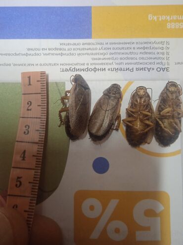 лягушка живая: Продаются мраморные тараканы на корм,ящерицам,рептилиям и.т.д,от 2 см