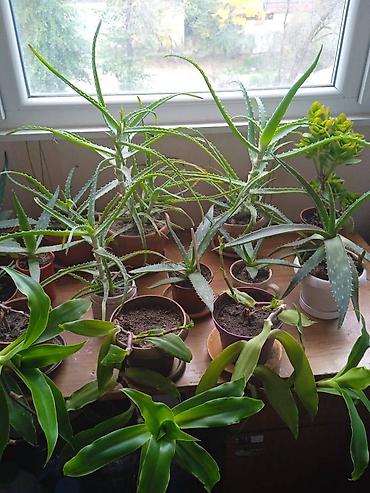 Алоэ: Продаю комнатные растения! Алое, алоэ-вера, золотой ус, каланхоэ — 4