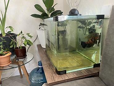 akvarium satışı: Akvarium satilir Zavod yumru kuncler ile 55x35x40 80 litr Qiymet tek — 2