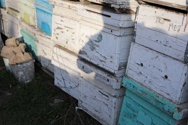 Товары и оборудование для с/х животных: Ульи около 45 комплектов. Рутовская система, корпусные, пригодны для — 17