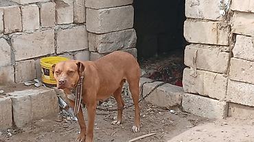 pitbul itlər: Pitbul, Erkək — 1
