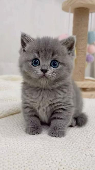 котята в баку бесплатно: Британская — 4