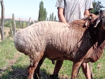Животные: Продаю | Овца (самка), Баран (самец) | Арашан | Для разведения | Племенные