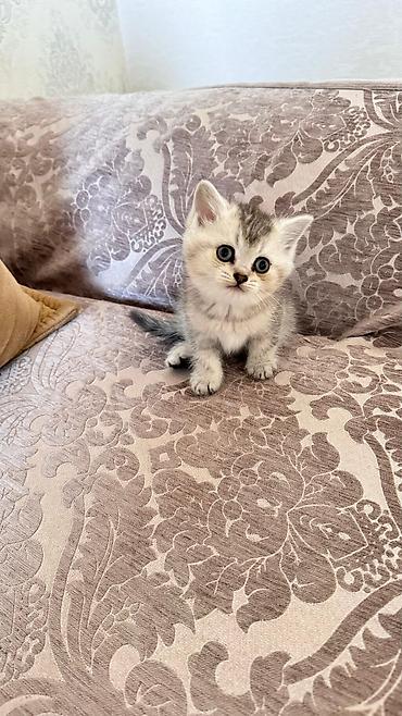 Pişiklər: Şinşilla — 9