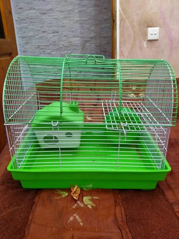 Gəmiricilər: Salam. Disi xomyak satilir. Qefesle birge. Qefesde gorduyunuz her sey -da lalafo.az — 11 Gəmiricilər: Salam. Disi xomyak satilir. Qefesle birge. Qefesde gorduyunuz her sey — 11