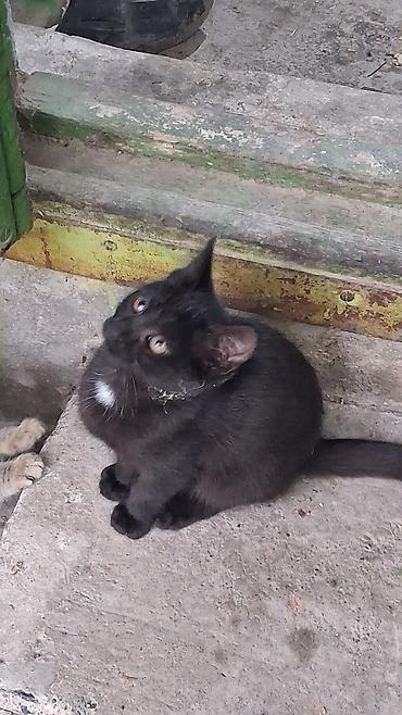 котята в караколе: Котята, домашние, игривые. Описание: - Возраст: примерно 3–4 месяца — 5
