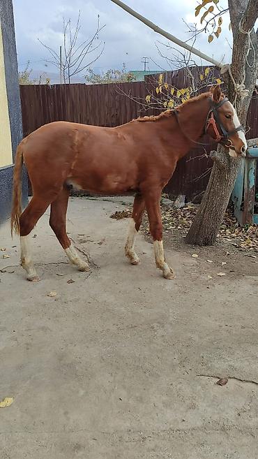 Лошади, кони: Продаю | Жеребенок | Дончак | Рабочий — 5