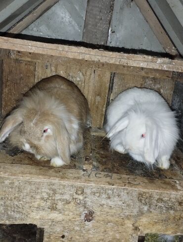 Dovşanlar: Holland Lop Anqor (Tuklu) Dovsanlar Sari Erkey Ag Diwidi! Erkey