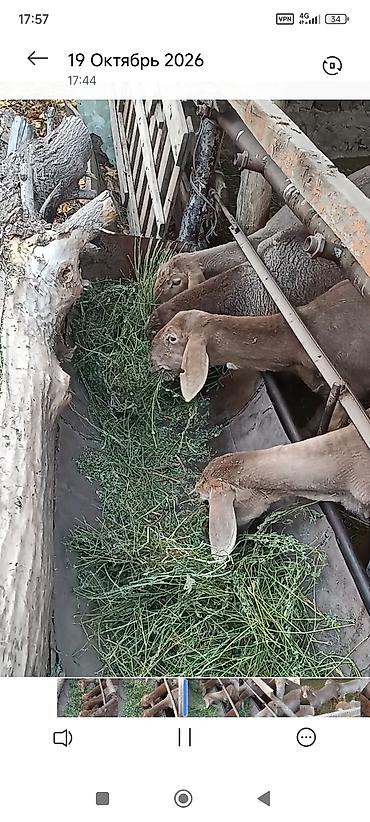 кора купить: Продаю | Ягненок — 3