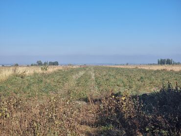 участок село туз: 240 соток, Для сельского хозяйства