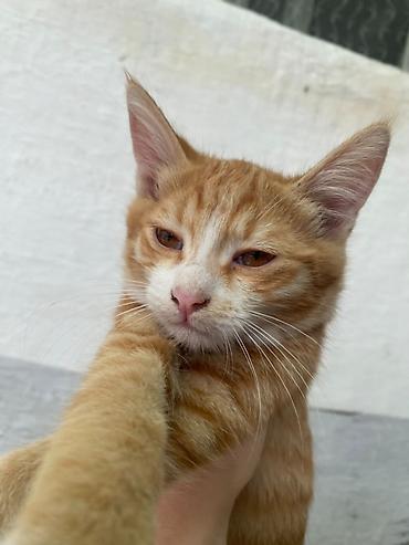 коты бенгальские: Котята — домашние любимцы Описание: - Окрас: рыжие тигровые (пара — 1
