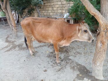 cuceye verilen adlar: Erkek Etlikdana 1600 AZN
Elaqe 0557266334
Ünvan Xırdalan