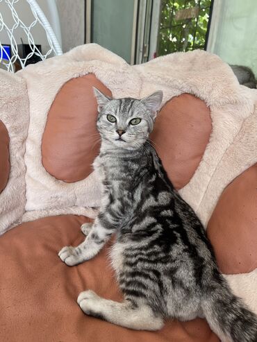 Коты: Шотландский котик страйт . 4 месяца Очень общительный