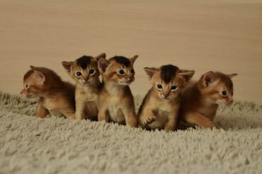 кот мальчик: Настоящие абиссинские котята! Домашний питомник с многолетним опытом