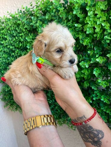 Psi: Odgajivacnica pasa "Happy Puppies" ima u ponudi prelepe stence — 6