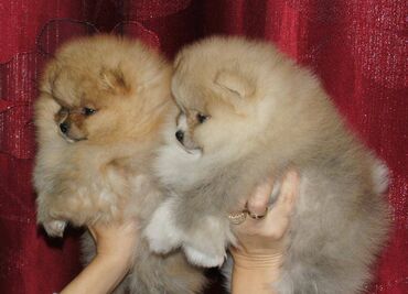 Psi: Pomeranski špic,Pomeranac,Pomeranian,Boo štenci Ako ste odgovorna — 7