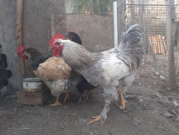 Xoruzlar: Ordekler 42 azn diri ceki 4kg 300gr. xoruz cekisi 2kg.600gr. - Cins — 4