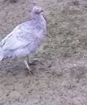 Xoruzlar: Tek 100 ayam zemani cut 200m .qap — 41