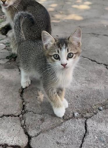 котёнок в хорошие руки: Котёнок, короткошёрстный, окраса табби с белыми отметинами: - Окрас — 1