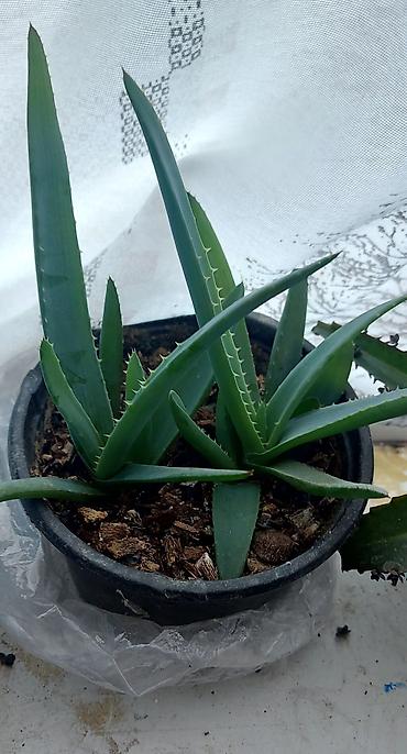 алоэ вера купить: Aloevera (Aloe vera) saksı bitkisi - Növ: Aloe vera – ətli, tikanlı — 1