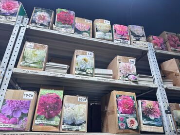 Садовые цветы и кустарники: Луковицы цветка: Лилейники — 17