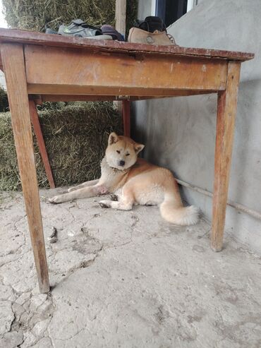 coban iti balası: Akita-inu, 1 il, Dişi, Rayonlara çatdırılma