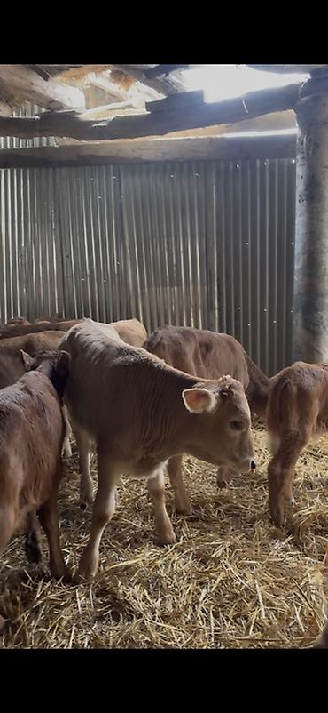 Dana, buzov: Satışda: dana balaları - Növ: yerli cins ətlik/südlük istiqamətə — 5