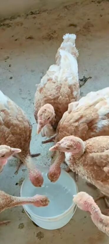 Hinduşkalar: Salam alekum bu hidusqa satandab 5 hidusqa zakaz etmisik pulu atmisiq — 8