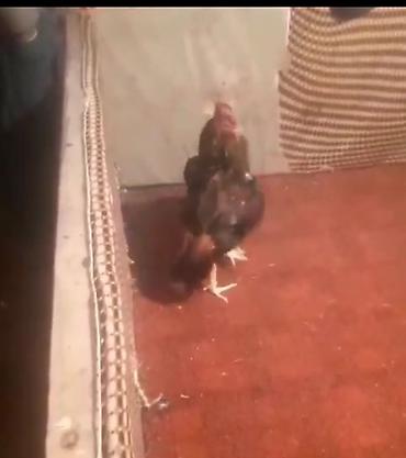 Xoruzlar: Xoruz, Heyratı, il: 3, Ödənişli çatdırılma — 2