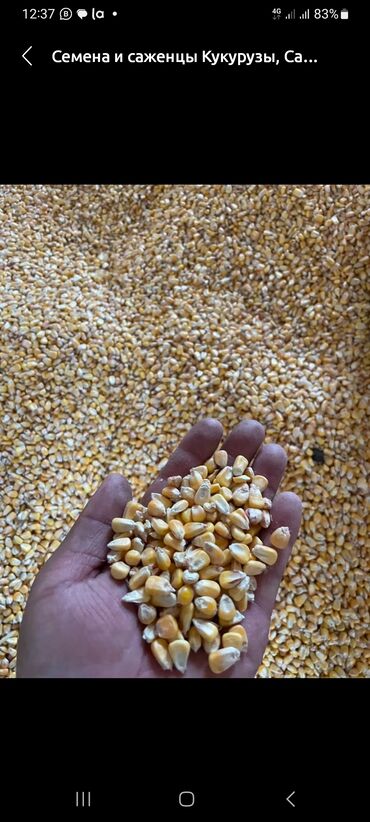 корма сено: Кукуруза урожай 2023года есть 1 тонна цена договорная только звонить