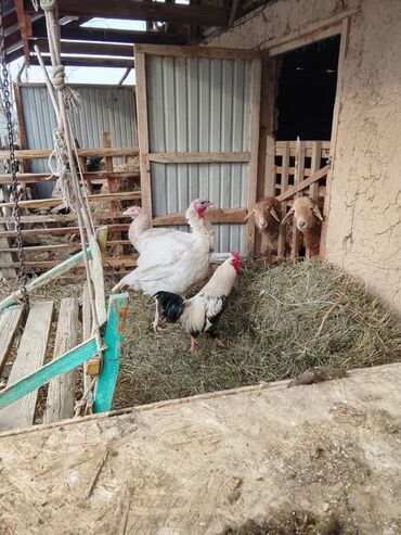 Индюки: Продаю | Индюшка (самка) | Бройлерная | Для разведения — 5