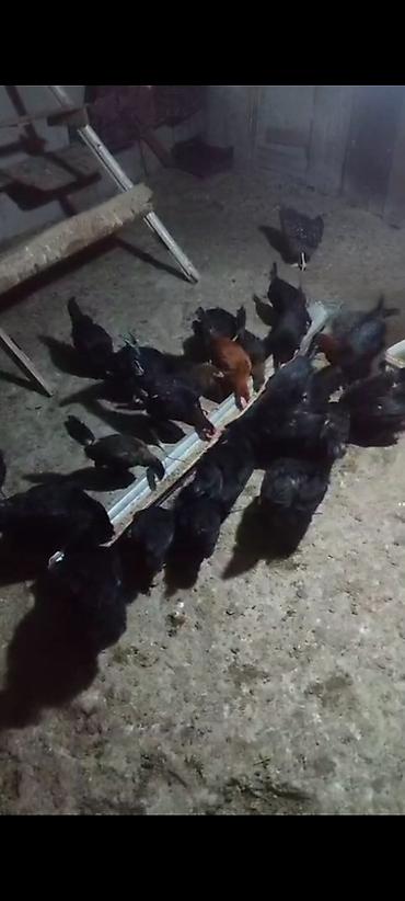 Toyuq, Australorp, Damazlıq, Ünvandan götürmə lalafo.az -da Toyuq, Australorp, Damazlıq, Ünvandan götürmə