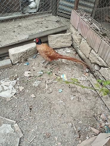 Toyuqlar: Toyuq, Yumurtalıq — 9