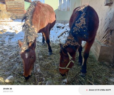 Лошади, кони: Продаю | Жеребец | Полукровка | Для разведения | Племенные — 7