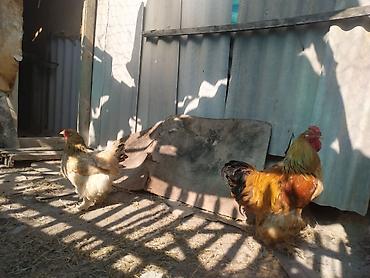 котята простые: Продаю | Куры | Брама | Для разведения — 2