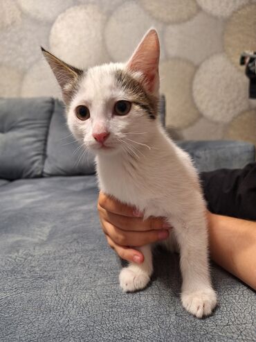 белые коты: Отдам котёнка в добрые руки. Девочка 2 месяца, проглистованна, к