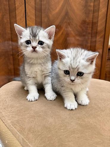 Pişiklər: Tabbi, Erkək, Yaxşı əllərə, Ünvandan götürmə — 2