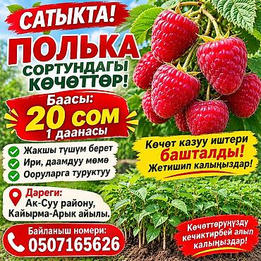 Саженцы малины сорта Полка - Сорт: Полка (ремонтантная малина) -