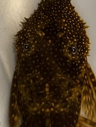Akvarium aksesuar və ləvazimatları: Akvarium balığı – Hypostomus plecostomus (bristlenose/“sucker” tipli — 3